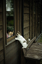 小孩与猫