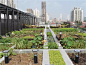 屋顶菜园绝不逊色屋顶花园丨打造都市农业现实与理想之间的通道