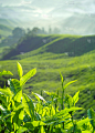 新鲜茶叶种植园