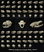 different_angles_of_a_coyote_skull_pack_3_by_clz-d92plqz.jpg (2500×3000)