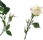 png植物鲜花素材 手绘彩绘绘画白色 花朵插画透明背景图案
@冒险家的旅程か★