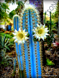 RARE PILOSOCEREUS PURPUREUS <a class="text-meta meta-mention" href="/g31402/">@J</a>@ exotic color columnar cacti cactus seed 10 SEEDS • $6.99 : RARE PILOSOCEREUS PURPUREUS <a class="text-meta meta-mention" hre