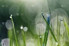 草,露水,选择对焦,水平画幅,早晨,草坪,活力,植物,彩色图片,清新