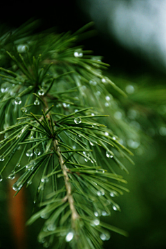 擅梦采集到小雨淅沥沥