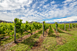 Australian vineyards by Benny Marty on 500px