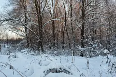 冬天的景观是白雪覆盖的冷杉树。冬季森林在日落出版，设计，海报，日历，帖子，屏保，墙纸，明信片，横幅，
