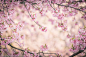 Yusuke Kitamura在 500px 上的照片Sakura frame #静物# #小清新# #壁纸#