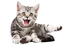 鹰眼龙雨采集到猫