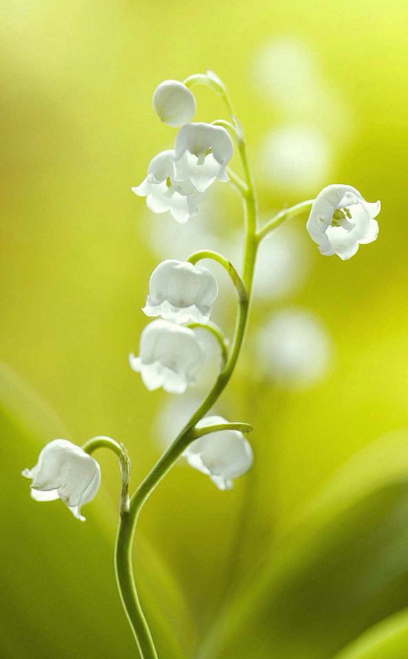 柳暗花明春事深。小阑红芍药，已抽簪。雨余...