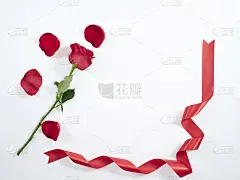 单瓣红玫瑰，白色底色上红丝带。贺卡和婚礼，爱的象征。