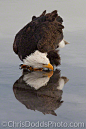 Photograph REFLECTIONS by Christopher Dodds on 500px