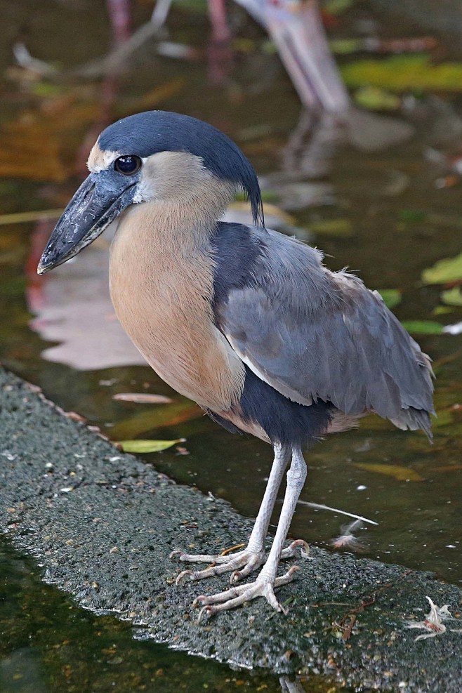 鹈形目鹭科船嘴鹭属船嘴鹭