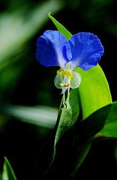 白水加盐不加糖采集到植被