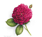 Vincent Jeannerot的精美花卉绘画作品