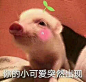 我们还是吸猪吧
最后是我偷拍你的照片 ​​​​