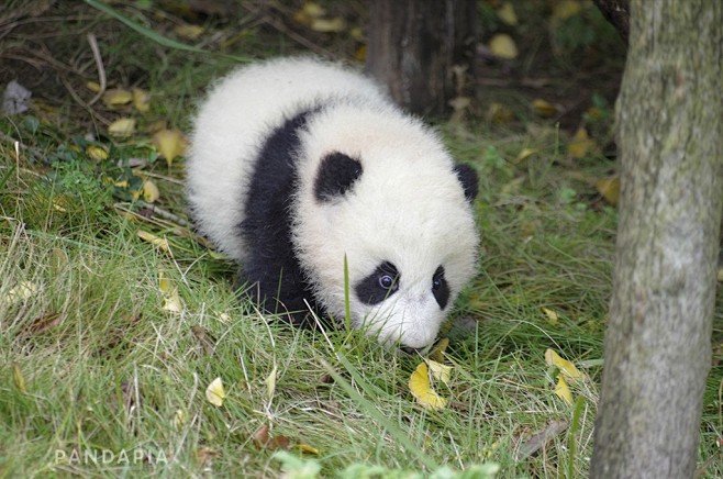 熊猫家园-pandapia
#今日美图#...