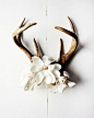 Antlers 