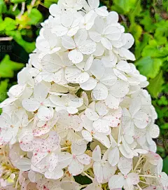 在开放的花园中，在绿叶的背景下，白色绣球花的圆锥状花序帽。特写镜头