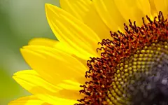 暖暖向日葵花卉特写桌面壁纸 - 花卉壁纸 - 小米辣素材网_免费素材下载的素材网-集素材大全网站素材之精华