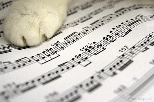 宠物图片：温柔的猫爪 (15)