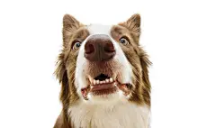 点击来源直接获取大图文件 |Funny surprised border collie dog looking with funny expression face showing its teeth. Isolated on white background
