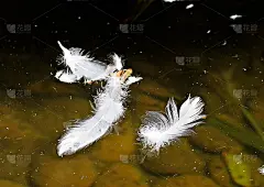 白花飘火烈鸟飘