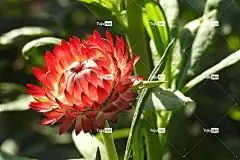 永不凋谢的花朵 花壁纸 红色的 花 自然 花园 美丽的花朵 花瓣