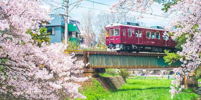 火车樱花：桜本线
有火车的樱花从Shuk...