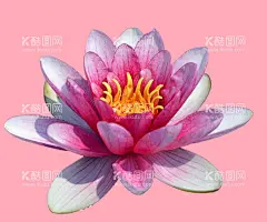 荷花  - 源文件下载【酷图网】莲花,花,白莲花,免扣,清洁,荷花,花朵,花素材,