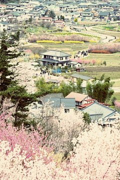 伊拉贝卡小屎丸采集到旅