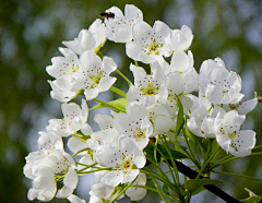 袖间桃花采集到千树万树梨花开