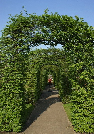 大丽花（20张）