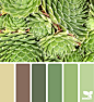 succulent hues