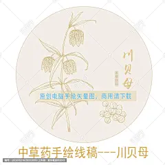 川贝母 手绘川贝母 药材 医草 手绘植物花草 手绘中草药 草药 中草药包装插画 川贝母包装插画 草本植物 中草药 中药本草纲目 百草集 手绘川贝母线描插画