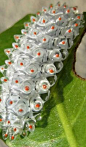 Crawling Bling: Trippy Tropical Jewel Caterpillars | WebEcoist