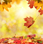 秋天树叶 背景 图片