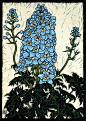 Exotic Flowers 2 - Linocuts : Linocuts by artist Rachel Newling of exotic flowers: Torch ginger, 
Frangipani, Hibiscus, Oriental Lily, Bougainvillea, Arum Lily, Columbines, 
Poppy, Sunflower, Camelia, Bauhinia, Peony rose, Echinacea flower & iris. 
Li