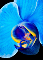 "Blue Mystique" Phalaenopsis Orchid