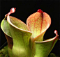 瓶子草（学名：Sarracenia ）是瓶子草科瓶子草属植物。多年生食虫草本植物