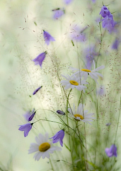 独立服装设计师Ray采集到花