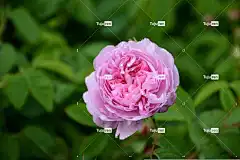 花 粉色 美丽的花朵 百叶 香水 粉红色的花朵 花壁纸 花园