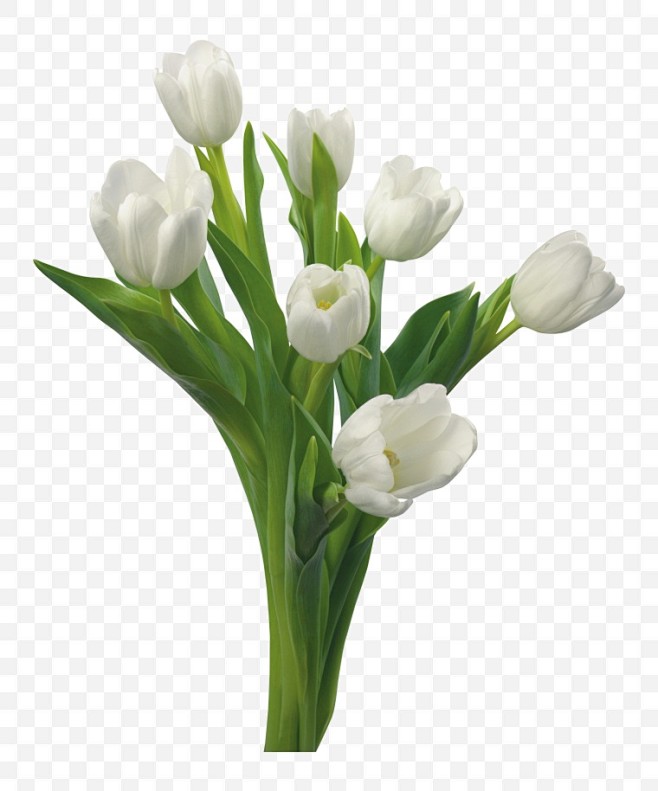 白色郁金香 花 花束 