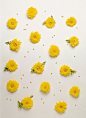 自然,影棚拍摄,黄色,斑点,头状花序_119591020_yellow chrysanthemums_创意图片_Getty Images China