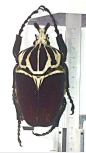 【图片】【鞘翅目】Goliathus goliatus【巨型昆虫吧】_百度贴吧
