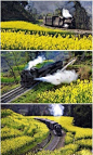 [四川嘉阳小火车] 到四川乐山坐坐窄轨蒸汽小火车吧！——一列古老蒸汽小火车，发出“呜---呜----”的汽笛声，在窄窄的铁轨上，以每小时20公里的速度前行，这样的速度可以让你慢慢欣赏窗外的大片油菜花。每年的4月份，是那里最美的时候 ！