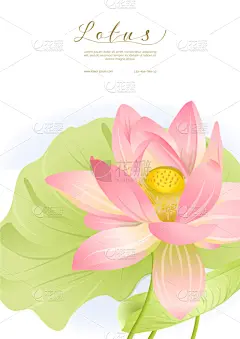 结婚请柬,模板,莲花,粉色,商务,传统,贺卡,飘然,简单,植物群
