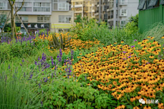 王坨坨坨采集到花境