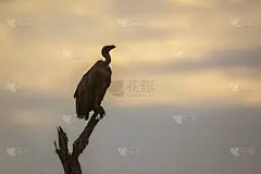 南非克鲁格国家公园的白背秃鹫