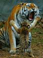 Tigers:  撒娇的小萌虎