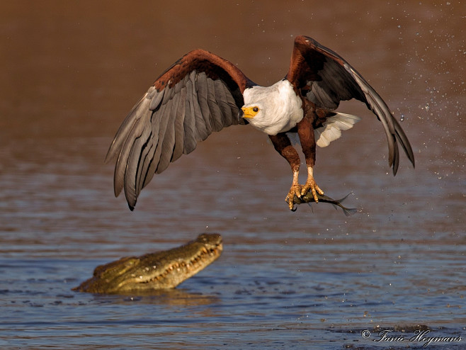 African Fish Eagle c...